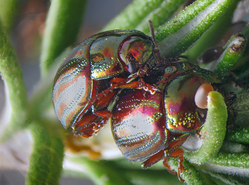 Chrysolina americana